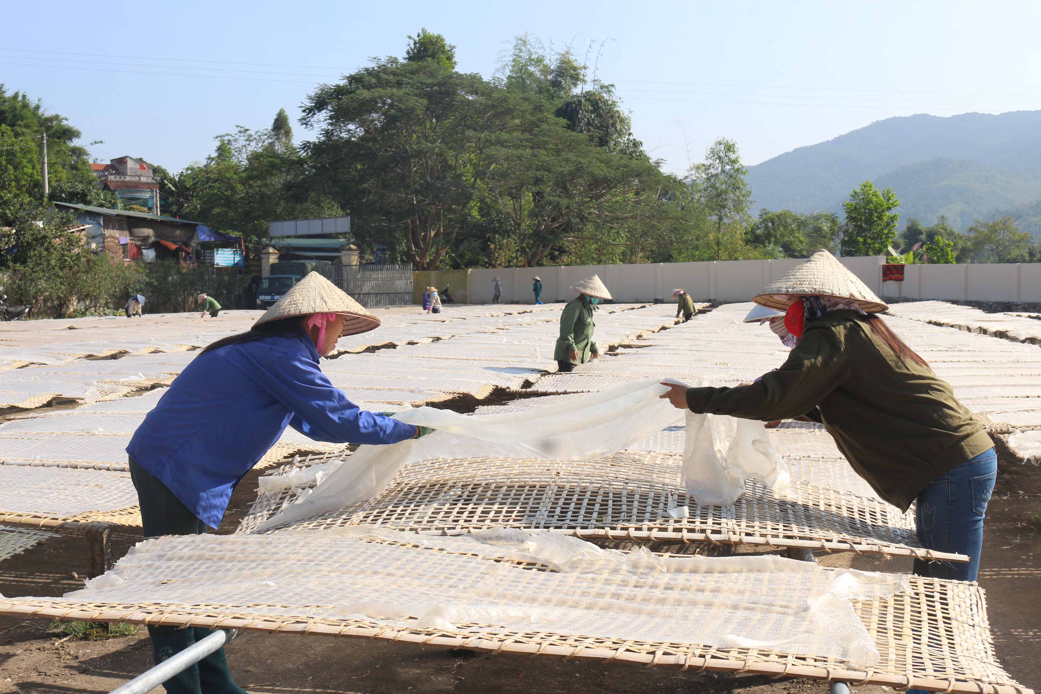 Miến dong là sản phẩm đem lại thu nhập cao cho người dân ở Bình Liêu