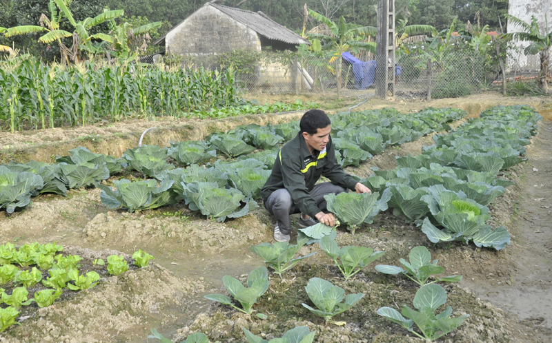 Rau trồng tại vườn mẫu của gia đình anh Nguyễn Văn Toản, thôn 2, xã Bằng Cả, huyện Hoành Bồ