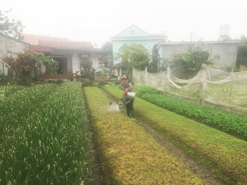 Nông dân phường Cộng Hòa hăng hái sản xuất rau vụ tết