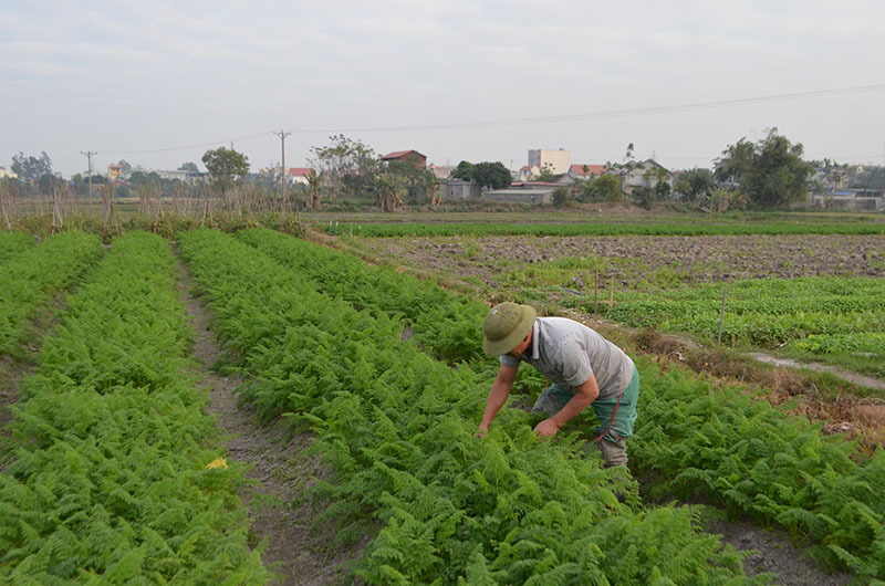 Chăm sóc rau tết tại trang trại trồng rau tập trung, thôn Thọ Tràng, xã Yên Thọ, TX Đông Triều.
