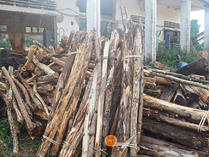 Sau cơm bão Haiyan, nhiều diện tích rừng bị gãy đổ hoàn toàn. (Ảnh: Sản phẩm thu mót lại sau bão tại Công ty TNHH MTV lâm nghiệp Ba Chẽ)