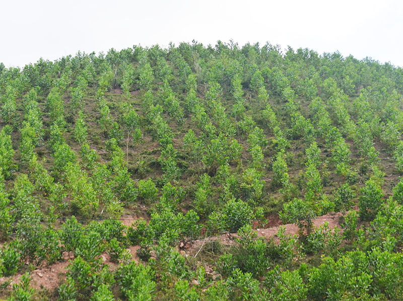 Công ty TNHH MTV lâm nghiệp Cẩm Phả trồng mới rừng để cung ứng gỗ trụ mỏ cho ngành than