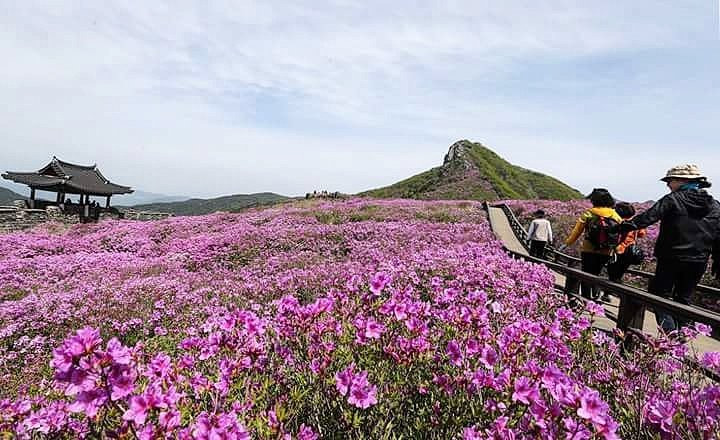 Núi Hwangmaesan: Một trong những địa điểm nổi tiếng ở Sancheong phải nhắc đến là núi Hwangmaesan. Ngọn núi này cao 1.108 m, gồm 3 đỉnh núi là Habong, Jungbong và Sangbong, nằm giữa Sancheong và Hapeon. Du khách đến đây vào mùa xuân sẽ được ngắm hoa đỗ quyên nở khắp các triền núi. Khi tới đây vào mùa hè, bạn sẽ cảm nhận được không gian thoáng mát, dễ chịu. Khi thu sang, cả ngọn núi ngập trong tiếng chim hót khắp nơi. Du khách tới vào mùa đông có thể sẽ được ngắm đỉnh núi phủ tuyết.  Ảnh: Feedtyi.