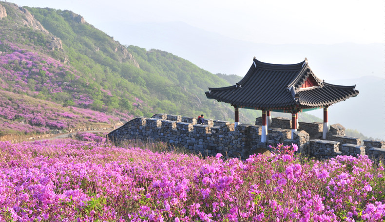 Hàng năm, tại ngọn núi này sẽ diễn ra Lễ hội hoa đỗ quyên thu hút rất đông khách du lịch trong và ngoài nước. Năm 2012,  Hwangmaesan đã lọt vào danh sách 50 địa điểm du lịch đẹp đáng đến ở Hàn Quốc của CNN. Đây cũng là nơi được nhiều đạo diễn chọn làm bối cảnh để quay các bộ phim. Ảnh: Sancheong.