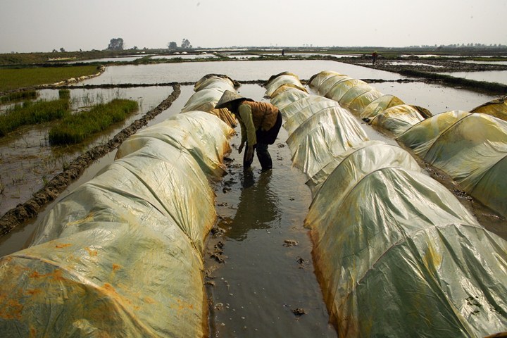 Người  không khí đón tết đang tràn về khắp vùng quê, nhưng người nông dân vẫn chăm sóc ruộng mạ để ra Giêng cấy lúa chiêm xuân.
