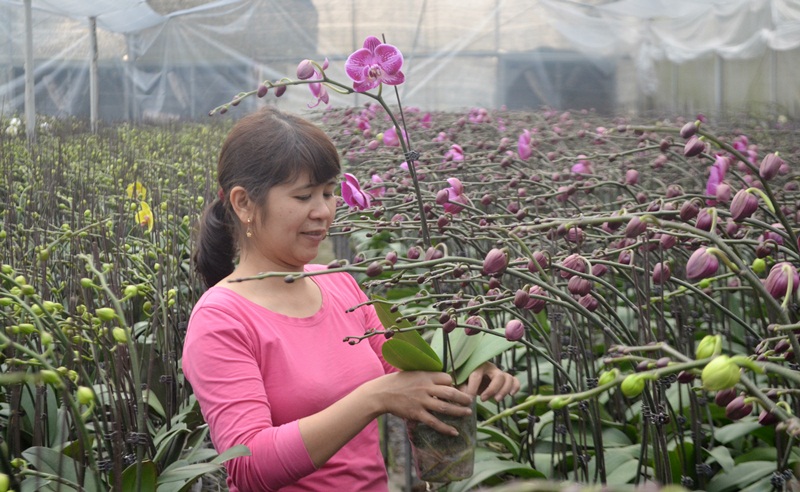 Chị Đỗ Thị Luyến,hộ trồng lan tại xã Bình Khê đang lựa chọn những cây hoa lan đã nở để cung cấp cho khách hàng.