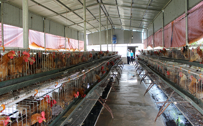Trang trại chăn nuôi gà sinh sản của gia đình anh Nguyễn Văn Tuyên, thôn Tân Hòa xã Quảng Tân cho hiệu quả kinh tế cao.