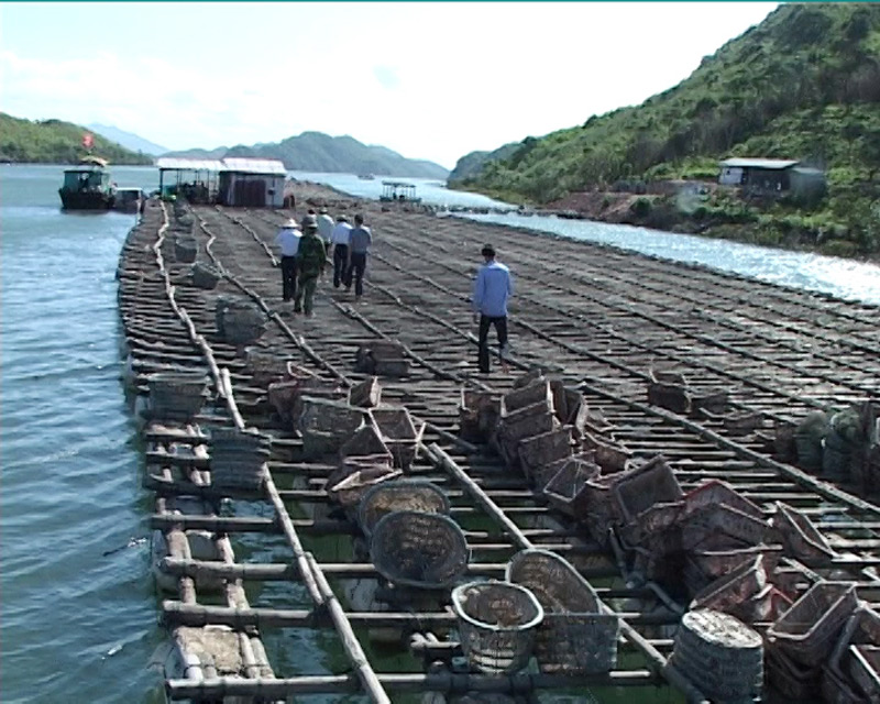 Hiện nay huyện Đầm Hà đang tập trung phát triển mũi nhọn kinh tế thủy sản (Trong ảnh: Nuôi nhuyễn thể  tại xã Tân Lập, Đầm Hà).