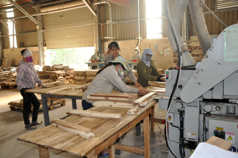 Sản xuất ván gỗ ép thanh tại Công ty TNHH Thanh Lâm, xã Tân Bình (Đầm Hà).