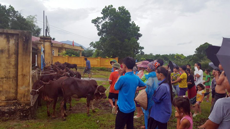 Huyện Đầm Hà hỗ trợ bò giống sinh sản trên cơ sở các hộ nghèo đối ứng di chuyển, xây dựng chuồng trại chăn nuôi và đảm bảo nguồn thức ăn chăn nuôi để phát triển sản xuất, giảm nghèo bền vững.