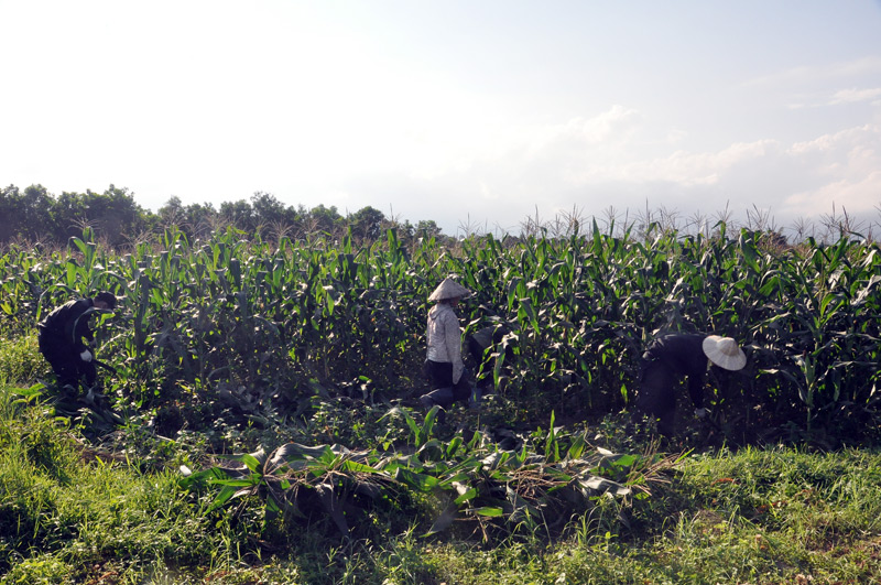 Huyện liên kết với Công ty TNHH Phú Lâm trồng ngô sinh khối làm thức ăn chăn nuôi để người dân phát triển sản xuất.