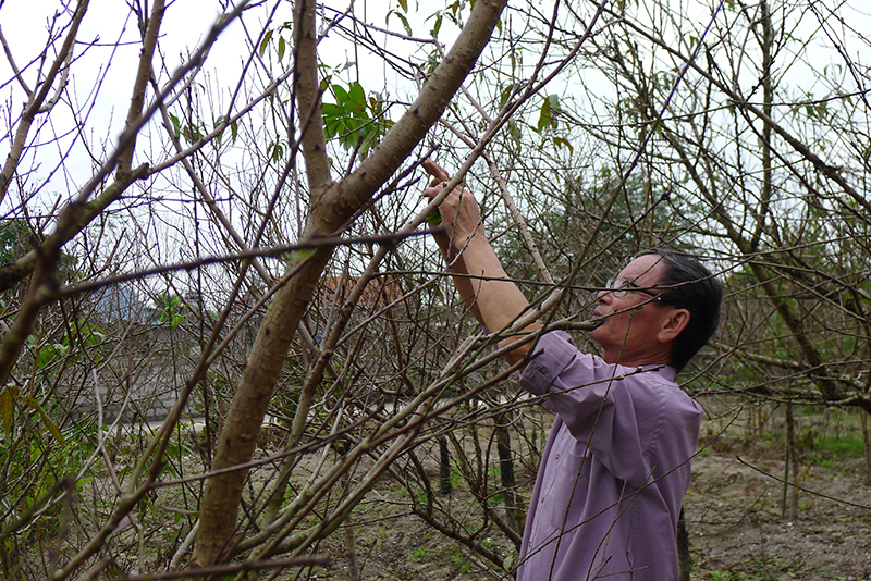 Ông Đỗ Văn Thanh, thôn 6, xã Hạ Long tỉa lá cho cây đào