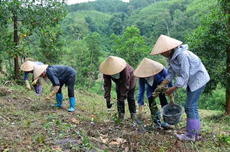 Các mô hình trồng cây ba kích đang được người dân xã Thanh Lâm, huyện Ba Chẽ tích cực phát triển. Ảnh Thanh Hằng