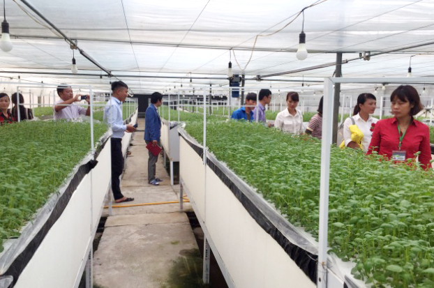 Đoàn Quảng Ninh tham quan mô hình trồng khoai tây khí canh tại Viện Sinh học Nông nghiệp (Ảnh: Đào Hương, CTV)