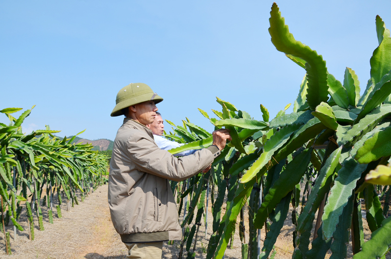 Vườn thanh long ruột đỏ công nghệ trồng giàn Đài Loan của gia đình ông Đinh Văn Sáng, thôn Nam Hả Ngoài, xã Nam Sơn.