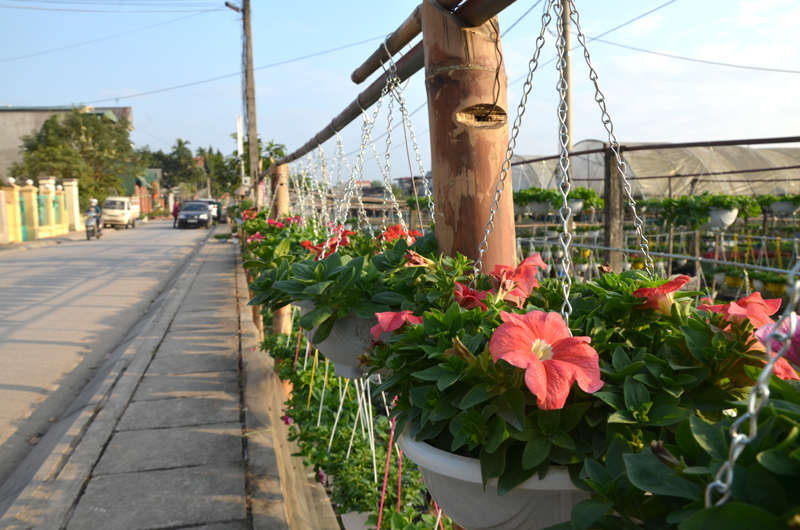 Trong những ngày cận Tết Nguyên đán 2018, dọc tuyến đường vào làng hoa Đồng Chè, khu 5, thị trấn Trới được chỉnh trang rất đẹp