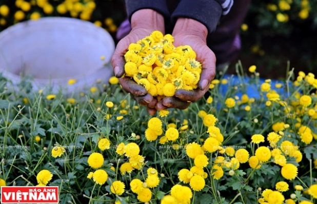 Nhựa của hoa làm những bàn tay của người nông dân Văn Lâm nhám đen lại, một số người sử dụng găng tay để tránh nhựa hoa ăn tay.