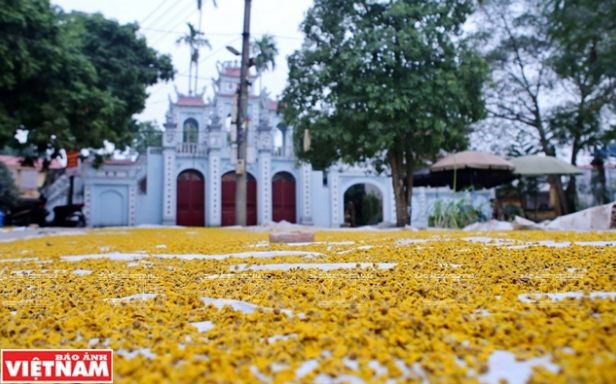 Vào vụ hoa, những sân đình, sân nhà văn hóa và những khoảng sân trước nhà những hộ dân ở thôn Nghĩa Trai như được trải thảm vàng bởi những bông hoa cúc chi.