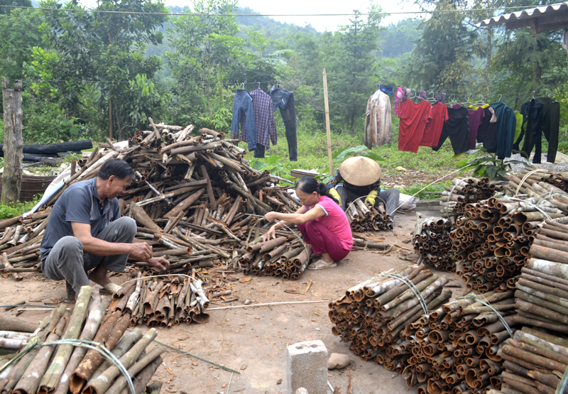 Người dân xã Đồng Sơn, Hoành Bồ khai thác nguồn lợi từ rừng sản xuất trồng quế 