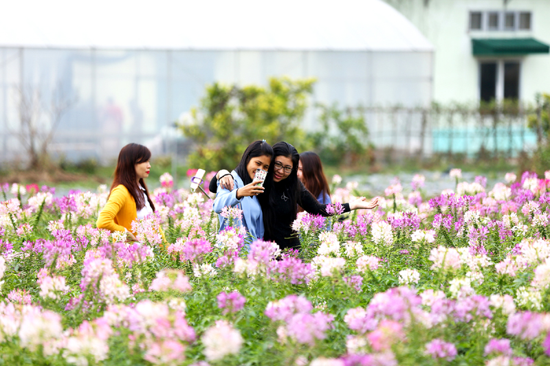Thiên đường hoa Hoành Bồ là điểm đến lý tưởng cho du khách khi đến Hoành Bồ.  Riêng trong 3 ngày nghỉ lễ Tết dương lịch 2018, Thiên đường hoa Quảng La (xã Quảng La) đón 3.500 lượt khách