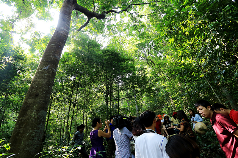 Rừng lim cổ thụ tại xã Tân Dân, huyện Hoành Bồ cũng thu hút rất đông du khách tới thăm quan, du lịch và trở thành điểm đến không thể nào quên đối với du khách thích khám phá, trải nghiệm.