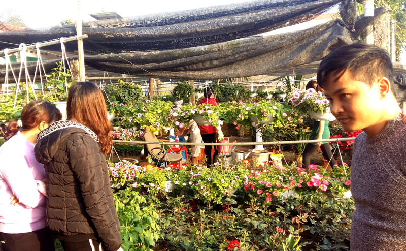 Trong những ngày này, tại cánh đồng hoa Đồng Chè, khu 5 thị trấn Trới, huyện Hoành Bồ thu hút rất đông khách tham quan, mua hoa. Ngày 2/2 tới đây, huyện Hoành Bồ sẽ tổ chức Hội hoa Xuân Hoành Bồ 2018 tại thị trấn Trới