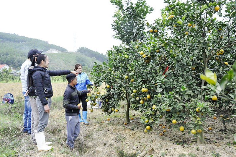 Những trang trại trồng cam ở Hoành Bồ cũng là điểm đến yêu thích của nhiều du khách