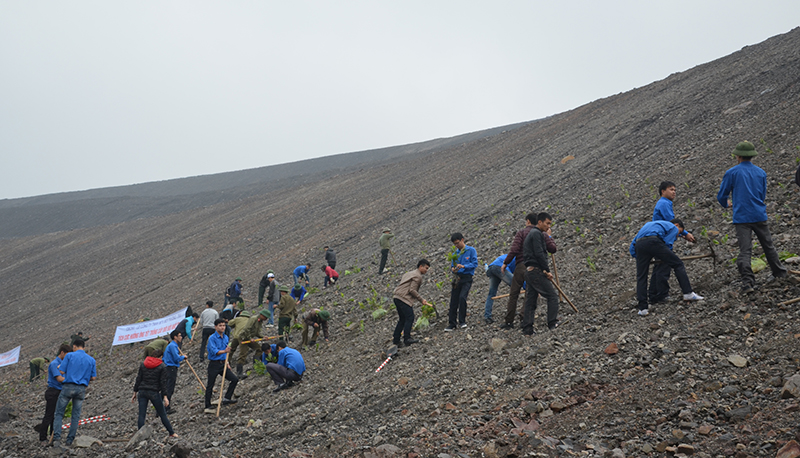 Công nhân Công ty TNHH MTV Môi trường-TKV trồng cây hoàn nguyên môi trường trên bãi thải Chính Bắc Núi Béo.