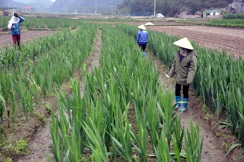 Mô hình trồng hoa tại xã Sơn Dương (Hoành Bồ) đã và đang mang lại thu nhập cao cho nông dân