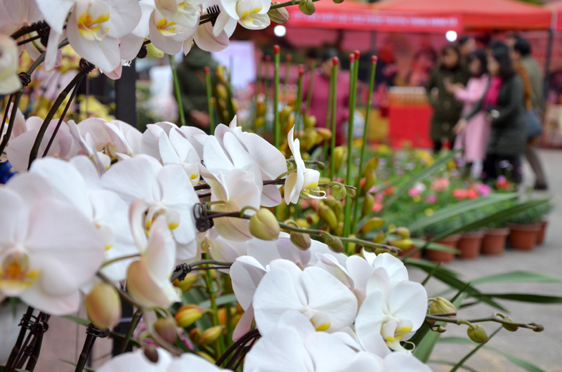 Hoa lan - sản phẩm hoa cao cấp nổi tiếng của Hoành Bồ kịp khoe sắc đón Xuân 