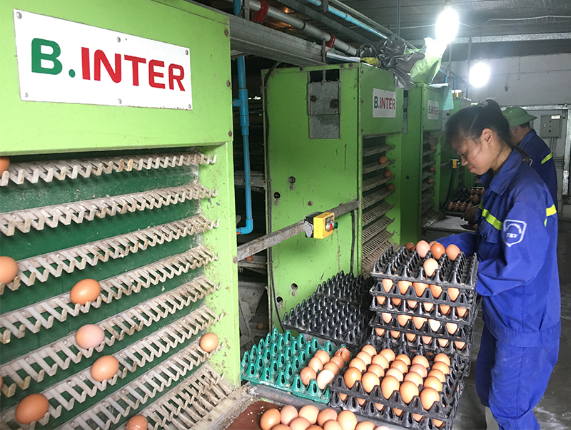Năm 2018, Quảng Ninh phấn đấu thành lập thêm 10 tổ chức kinh tế tham gia chương trình OCOP (Trong ảnh: Thu hoạch trứng tại Công ty CP Khai thác khoáng sản Thiên Thuận Tường)