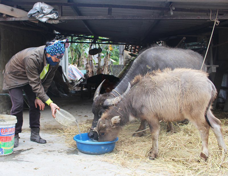 Người dân phương Đông Triều, TX Đông Triều bổ sung thức ăn cho trâu bò chống rét