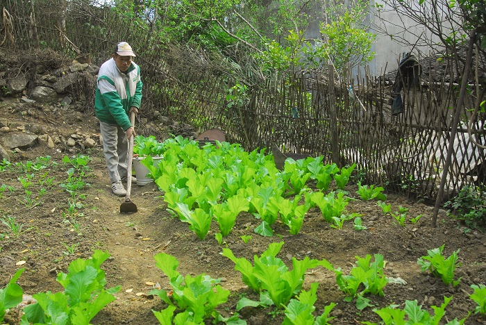 Khi không đi rừng, chăn trâu, ah Trần A Chiều (thôn Loòng Vai, xã Hoành Mô) tranh thủ trồng rau để cải thiện bữa ăn gia đình.