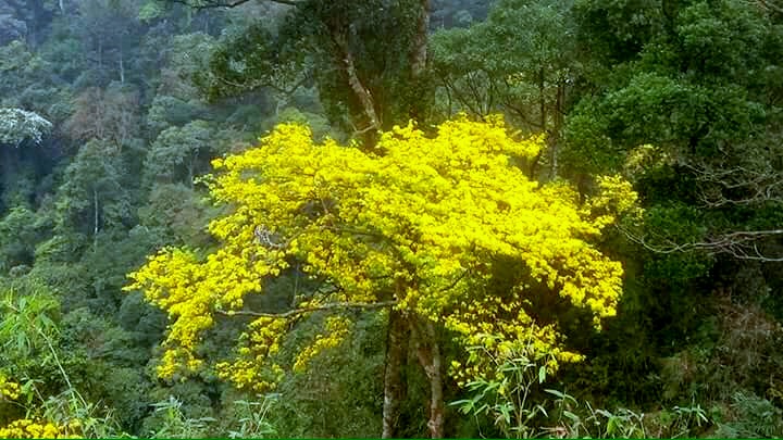 Trong khi đó, trên rừng thiêng Yên Tử, những đại lão mai cũng đangc huyển mình để thay màu áo mới, khoe sắc vàng rực giữa đại ngàn, báo hiệu một mùa xuân mới đã về.