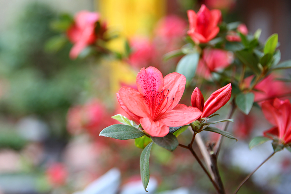 Đỗ quyên rừng Yên Tử đã được biết đến với vẻ đẹp khác biệt so với các giống đỗ quyên “chị em” ở các vùng miền khác, với 5 cánh hoa đều và màu sắc đỏ sậm