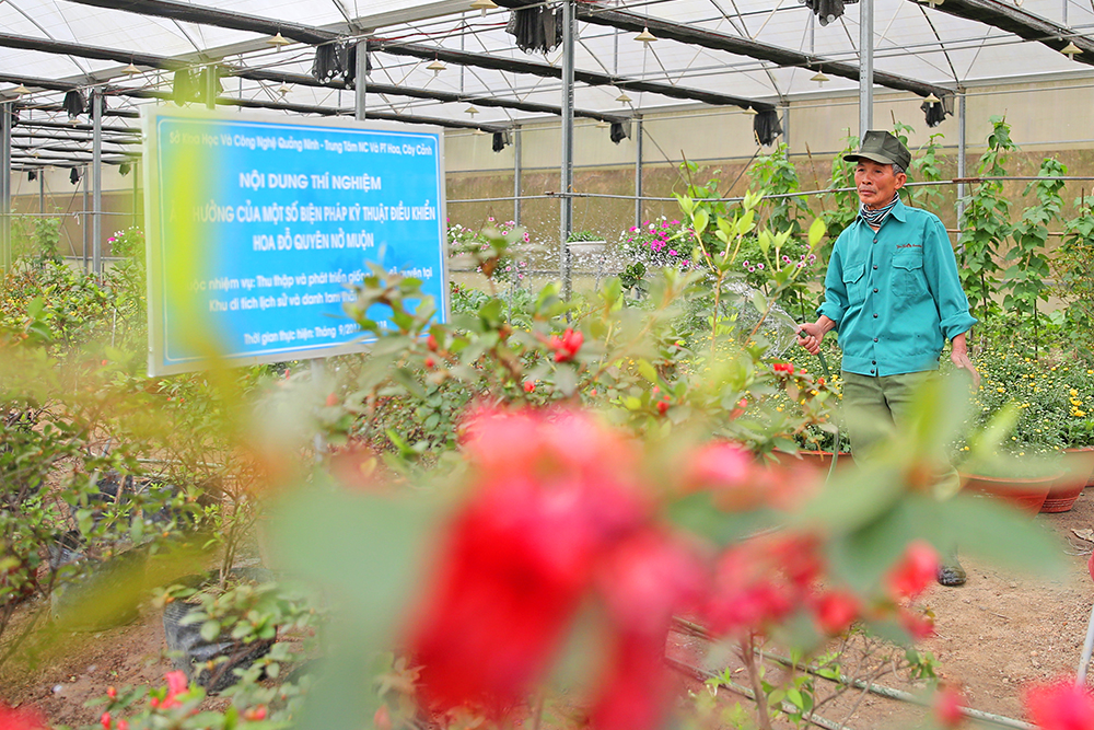Với sự thành công của công trình nghiên cứu “Thu thập, phát triển hoa đỗ quyên tại Yên Tử”, lần đầu tiên cây hoa đỗ quyên rừng đã được di thực từ rừng tự nhiên về nhà vườn