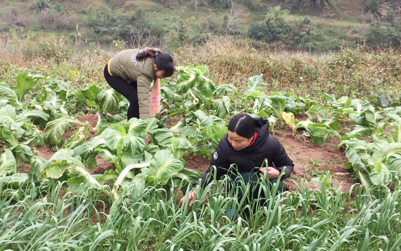 Giáo viên Trường tiểu học Đạp Thanh, huyện Ba Chẽ chăm sóc vườn rau để cải thiện bữa ăn.