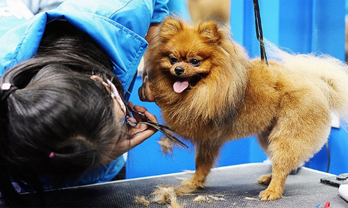 Dịch vụ chăm sóc và làm đẹp cho cún đắt khách dịp Tết. Ảnh: Petmart.vn