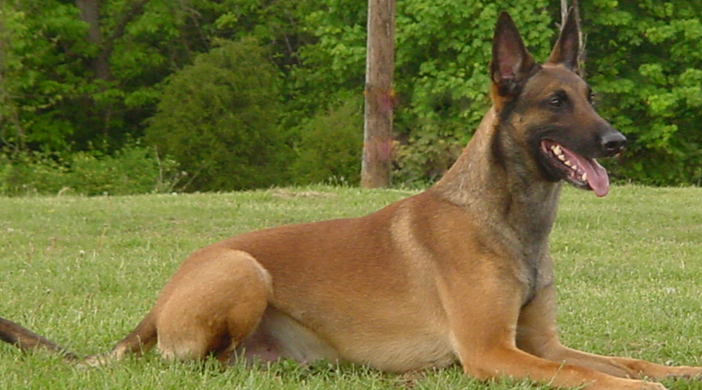 Chó Malinois có vóc dáng cân đối, nhanh nhẹn, năng động