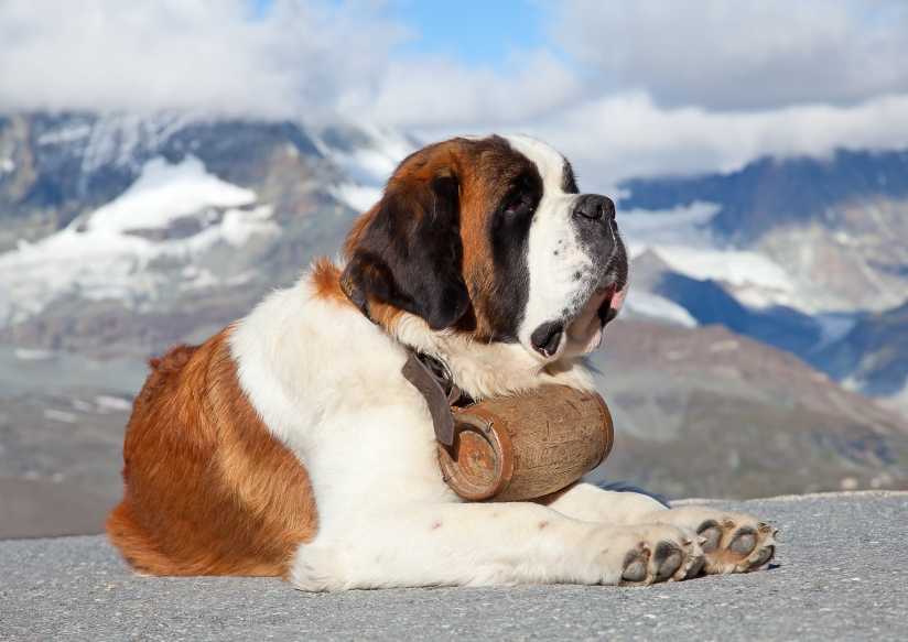 Chó Saint Bernard có vóc dáng to lớn, khỏe mạnh, thích hợp với nhiệm vụ cứu hộ