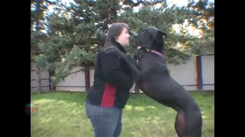 Khi đứng trên hai chân sau, chó Doberman có chiều cao khá ấn tượng