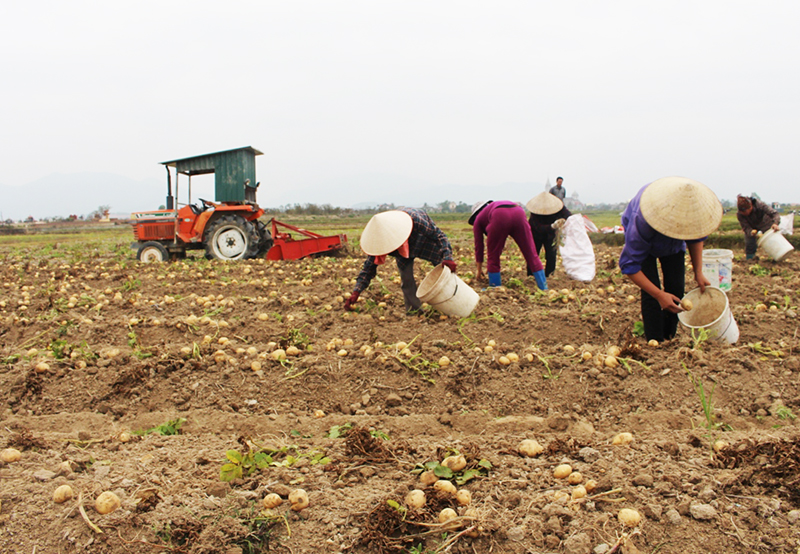 Nông dân xã Bình Dương, TX Đông Triều thu hoạch vụ khoai tây. Ảnh Thu Trang