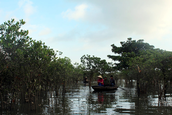 Rừng ngập mặn Đồng Rui đang trở thành điểm du lịch sinh thái thu hút nhiều du khách