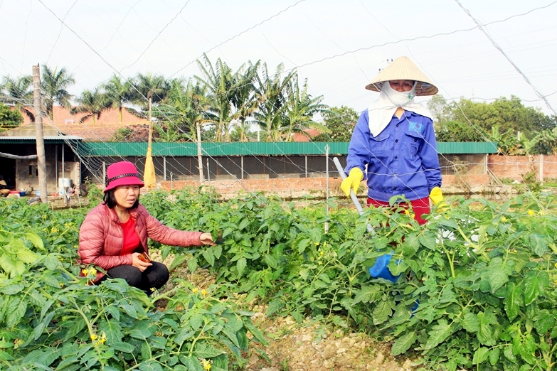 Ba con nông dân của HTX Hoa Phong chăm bón cho các ruộng rau bằng phân bón hữu cơ. (Ảnh: Thu Trang - TT TTVH TX Đông Triều)