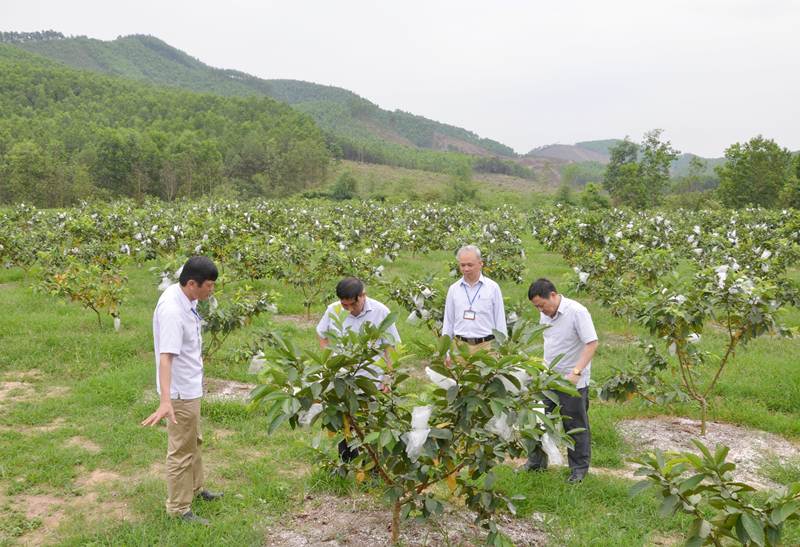 Cán bộ huyện Hoành Bồ kiểm tra vườn trồng ổi của HTX Toàn Phú - một trong những vườn xây dựng vườn mẫu của xã Sơn Dương, huyện Hoành Bồ. Ảnh: Phương Thúy