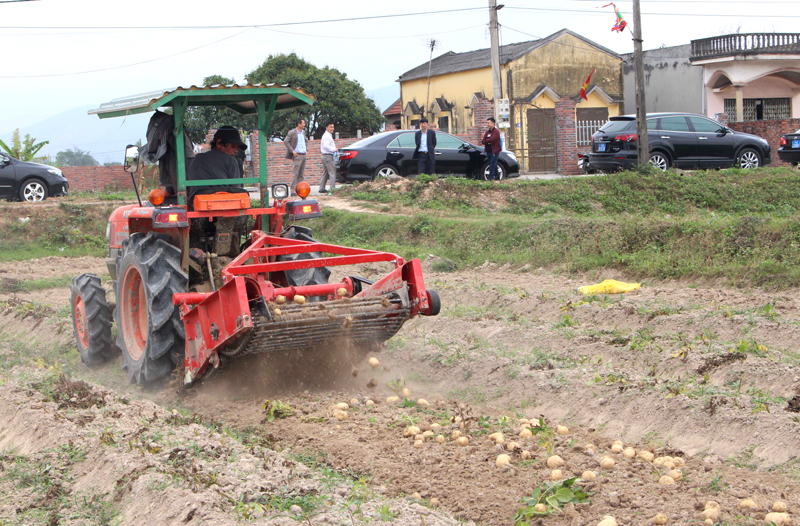 Nông dân phường Đức Chính, TX Đông Triều thu hoạch khoai tây Atlantic bằng máy