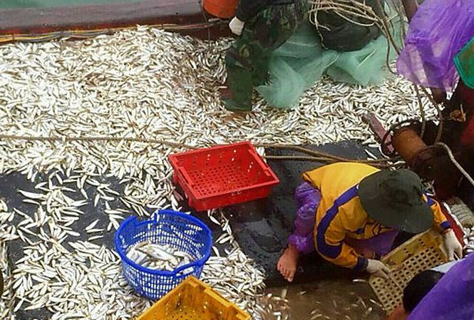  Những ngày vươn khơi đầu năm, nhiều ngư dân ở thị trấn Cửa Tùng, huyện Vĩnh Linh (Quảng Trị) “hái đậm lộc biển” cá lẹp, cá trích, cá cơm...Ảnh: Tienphong. 