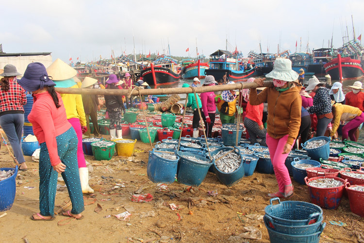  Tại Quảng Ngãi, ngư dân trúng đậm mẻ cá cơm ở ngư trường ven bờ. Ảnh: Congan. 