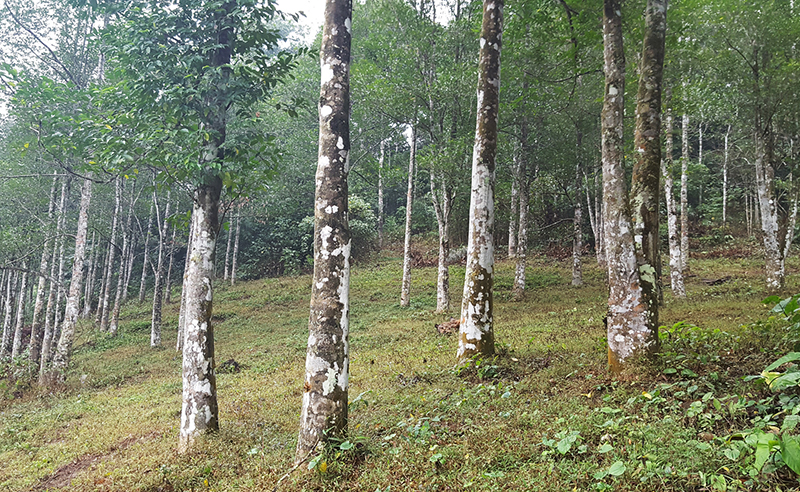 Rừng cây gió trầm ở xã Tân Dân, huyện Hoành Bồ