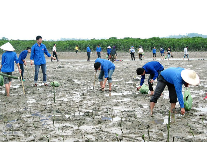 Trồng rừng ngập mặn nhằm hạn chế xói lở và các tác động của biến đổi khí hậu tại Đầm Hà. Ảnh Hữu Việt